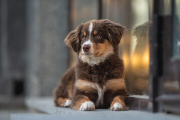 A cute miniature Australian Shepherd dog with yellow eyes and a white and chocolate muzzle lying on a stone tile near a glass wall reflecting the city lights. Urban landscape