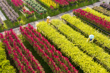 Royalty high quality free stock image. Aerial view flower field. Top view of green fields and flowers. Agro-industrial complex on which grow flowers in Dong Thap, Viet Nam