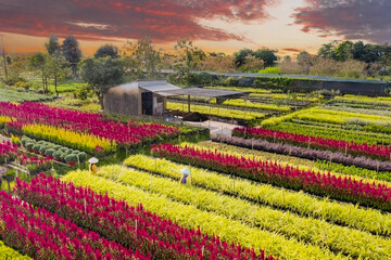 Royalty high quality free stock image. Aerial view flower field. Top view of green fields and flowers. Agro-industrial complex on which grow flowers in Dong Thap, Viet Nam