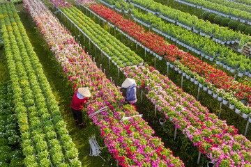 Royalty high quality free stock image. Aerial view flower field. Top view of green fields and flowers. Agro-industrial complex on which grow flowers in Dong Thap, Viet Nam