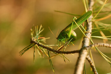 Grünes Heupferd (Tettigonia viridissima) in der Abendsonne	