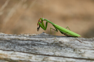 Europäische Gottesanbeterin (Mantis religiosa) mit erbeuteter Blauflügeliger Ödlandschrecke	