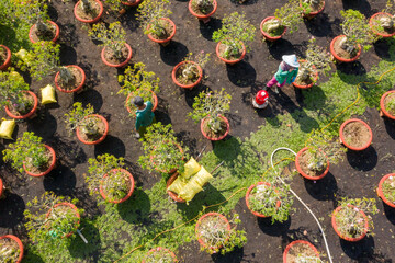 Royalty high quality free stock image. Aerial view flower field. Top view of green fields and flowers. Agro-industrial complex on which grow flowers in Dong Thap, Viet Nam