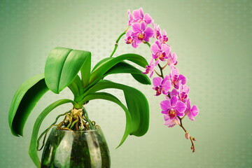 Pink flower phalaenopsis in a glass vase.  Orchid on light green  background. Floral design, close-up.