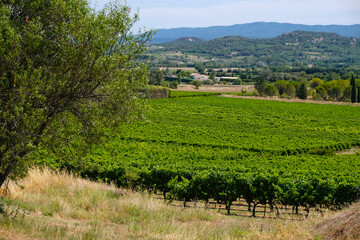 Fototapeta na wymiar Vineyards in the valley near Joucas, Provence-Alpes-Cote d'Azur region. Mountains background. The wine region of France.