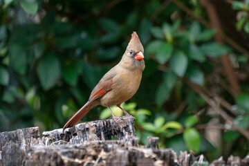 Female cardinal on stump