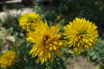 Four yellow flowers of Rudbeckia laciniata Goldquelle in July