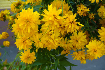 Multiple yellow flowers of Rudbeckia laciniata Goldquelle in August