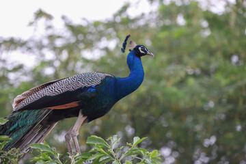 peacock in the garden