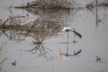 Painted stork stretching out