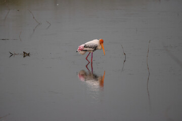 Painted stork in the lake