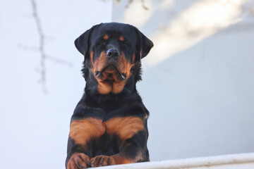 portrait of a dog