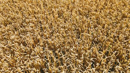 Aerial view of a field of mature natural golden wheat. Harvesting agriculture
