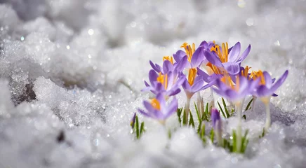 Foto op Plexiglas Close up spring crocus flower in the melting snow in the sun © perfectlab
