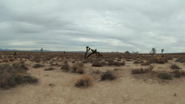 Flying fast over the Mojave Desert sand and under the bent and twisted trunk of a Joshua tree