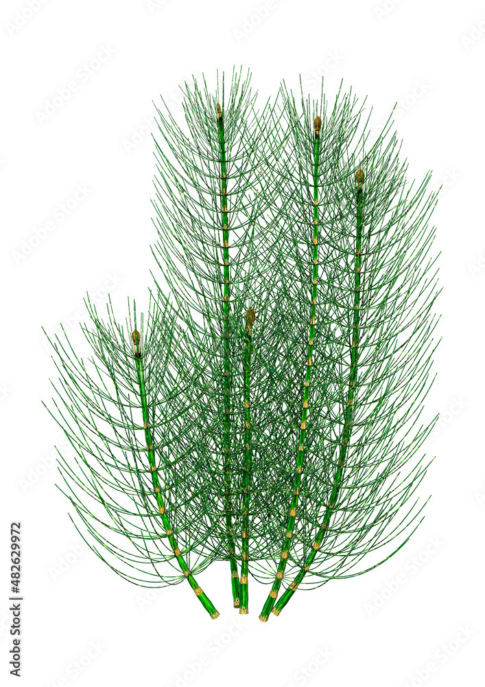 Wall mural 3D Rendering Common Horsetail on White