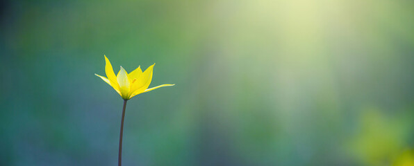 Single yellow wild tulip or woodland tulip flower, selective focus, banner, on a blurred background...