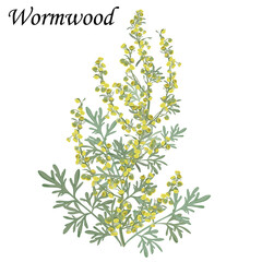 Wormwood (Artemisia absinthium) branch with leaves and yellow flowers, vector colorful illustration of medicinal plants.