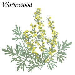 Wormwood (Artemisia absinthium) medicinal plant, vector illustration.