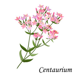 Centaury. Blooming Centaurium bush with pink flowers, realistic vector illustration.