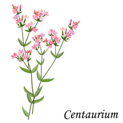 Naklejka na ściany i meble Centaurium (Centaury) medicinal plant, vector illustration.