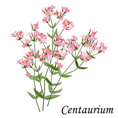 Centaurium (Common centaury, Centaurium erythraea) branch with leaves and pink flowers, vector colorful illustration of medicinal plants.