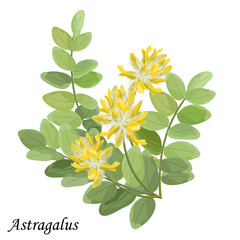 Astragalus dasyanthus branch with green leaves and fluffy yellow flowers, vector illustration.