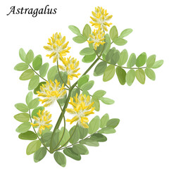 Astragalus dasyanthus branch with leaves and yellow flowers, vector colorful illustration of medicinal plants.