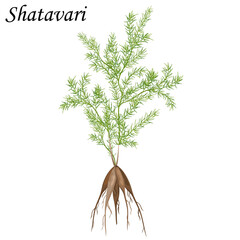 Shatavari (Asparagus racemosus) with root and leaves, vector illustration of medicinal plant.