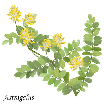 Astragalus dasyanthus, realistic vector illustration of medicinal plant.