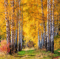 Obraz premium Birch grove in the form of an alley on sunny autumn day, beautiful landscape through foliage and tree trunks