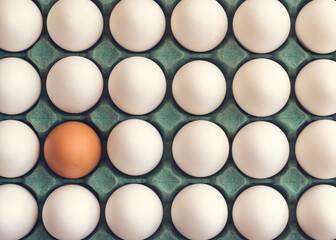 Eggs in a carton. Chicken eggs in a cardboard box. White eggs and only one brown.