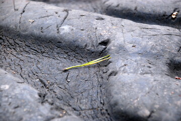 The pine needle lies on the tire. A fallen yellow-green pine needle lies on a large black car tire with a wide tread. The tire is old with cracks, dents and bumps.