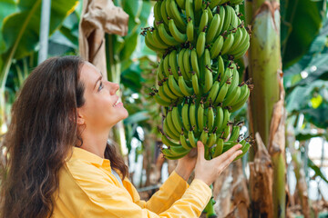 Woman farmer agronomist grow checks bunch of growing ripe yellow bananas fruits harvest from young palm trees against plantation, tropical garden, rural farm. Fruit at banana producing farm