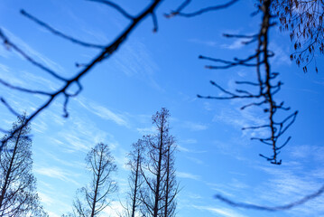 Beautiful blue sky in winter