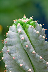 top of a branch of a green spiral cactus over dark green background