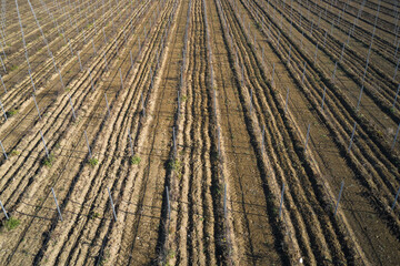 Rows of a young vineyard aerial view. Plowed land for planting grapes top view. Brown plantation vineyard aerial view. Texture of brown rows of vineyard in Italy.