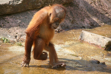 orangutan in a zoo in france
