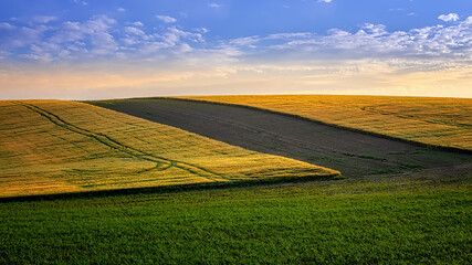 colorful yellow and green fields in South Moravia