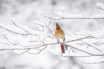 Northern cardinal in snow