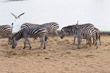 Obraz na płótnie Canvas zebra broup walking in farm asia thailand