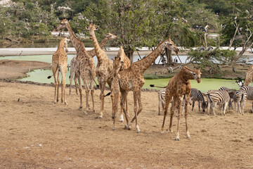 A group of giraffes and they use their long necks to reach leaves, can be found in the African plains
