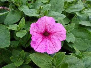 Petunia 'Easy Wave Bubblegum'