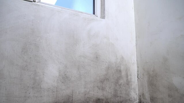A black fungus in the form of mold grows and spreads on a white wall in a living room in an apartment. Poorly ventilated or unventilated room. It's dangerous to live. Harmful to breathing. Asthma.