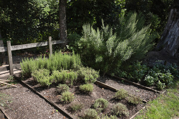 A close-up of a herb garden in summer
