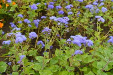 Violet flowers of Ageratum houstonianum in mid July