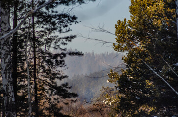 sunset in the woods