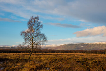 Obraz premium Tree in nature park with Camspie Hill in background. 