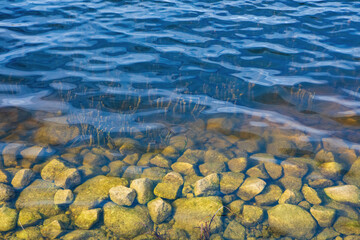 Aquatic plants and stones in Sirvena lake in Birzai, Lithuania