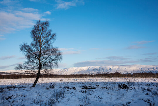 Snow covered trees with Campsie Hills in background. 